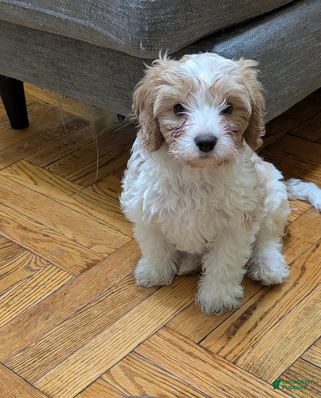 Cavapoo dogs for sale: Cavapoo Puppy 1 - Ad 2