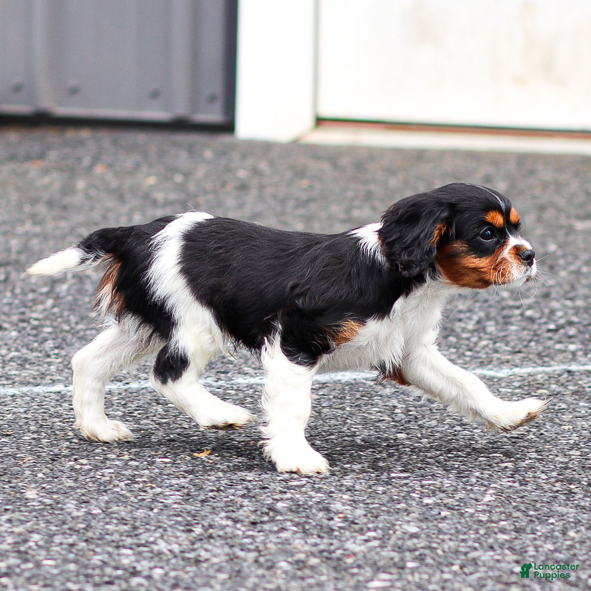 Cavalier King Charles Spaniel dogs Frost the Cavalier King Charles Spaniel - Ad 2