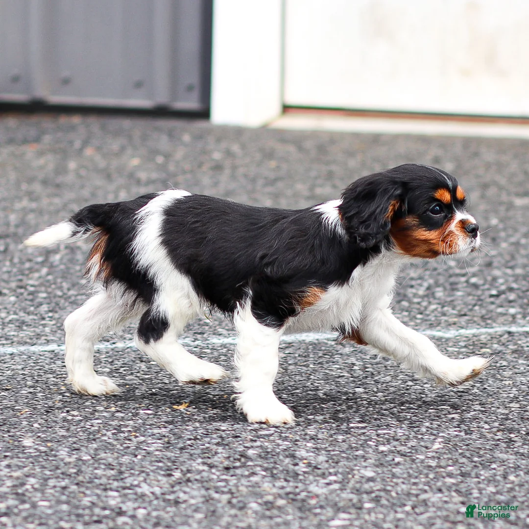 Cavalier King Charles Spaniel dogs for sale: Frost the Cavalier King Charles Spaniel - Ad 2