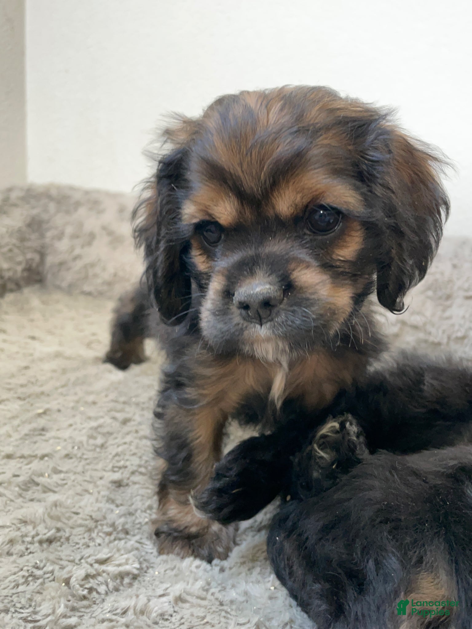 Cocker Spaniel dogs Nancy - Ad 23
