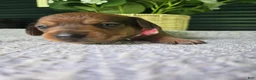 Miniature Dachshund dogs for sale: Sadie - Ad 3