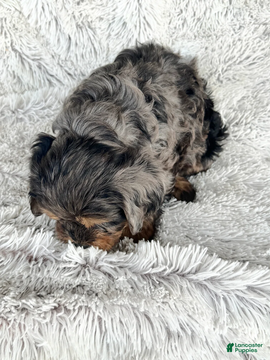 Cavapoo dogs for sale: Epic - Ad 4