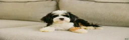 Bernedoodle dogs for sale: Luna  - Ad 4