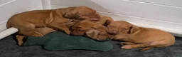 Rhodesian Ridgeback dogs for sale: Lucy - Ad 8