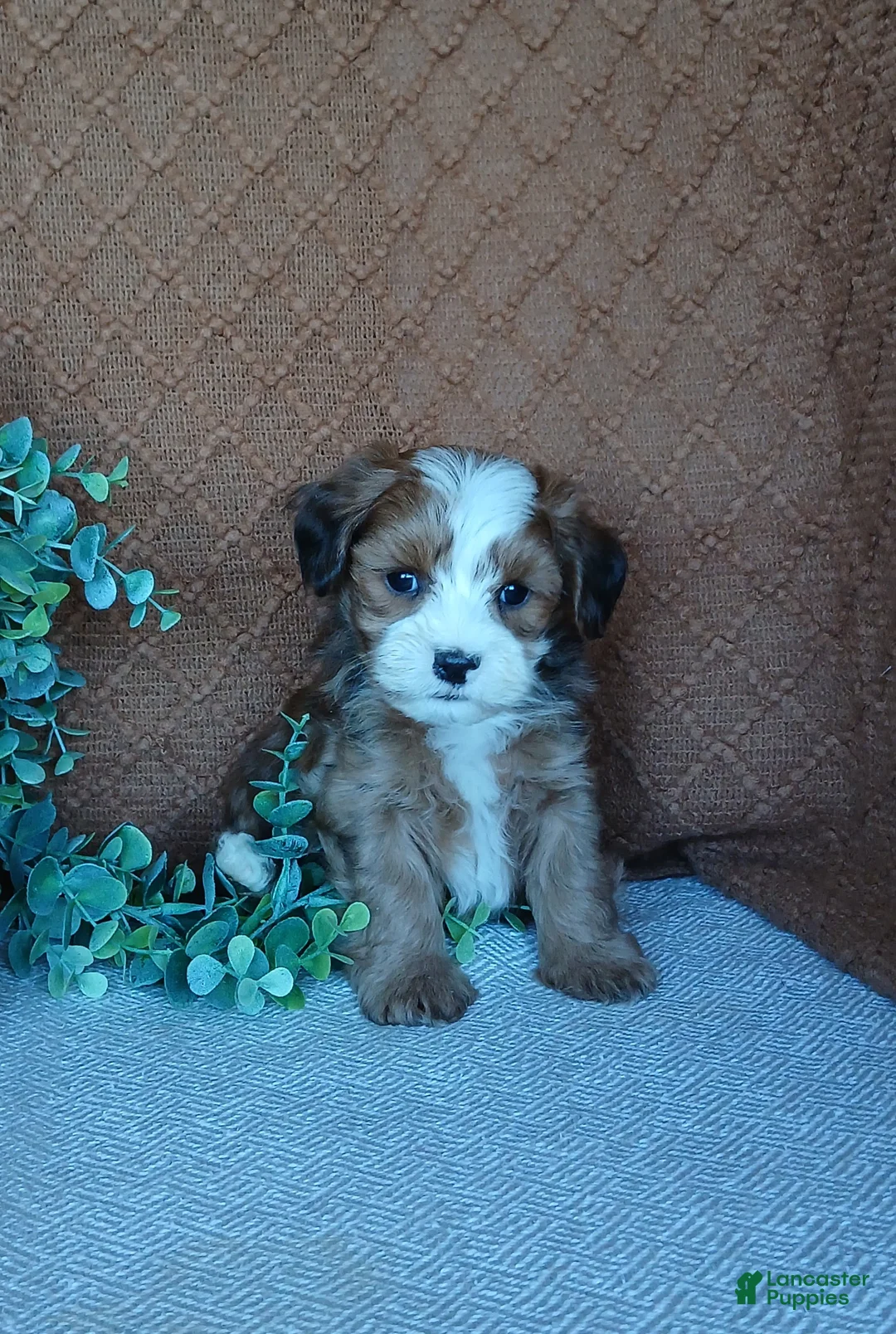 Havanese dogs for sale: Kodi - Ad 1