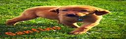 Labrador Retriever dogs for sale: Labrador Retriever 1 - Ad 3