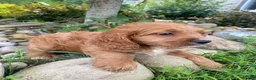 Cockapoo dogs for sale: Cash - Ad 6