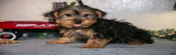 Yorkshire Terrier dogs for sale: Mario - Ad 1