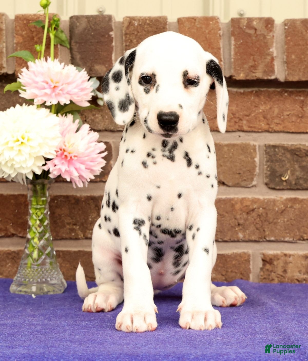 Dalmatian dogs Fran - Ad 2