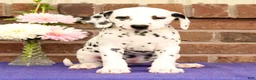 Dalmatian dogs for sale: Fran - Ad 2