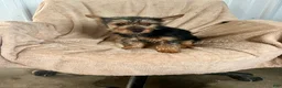 Yorkshire Terrier dogs for sale: MJ Boy - Ad 4