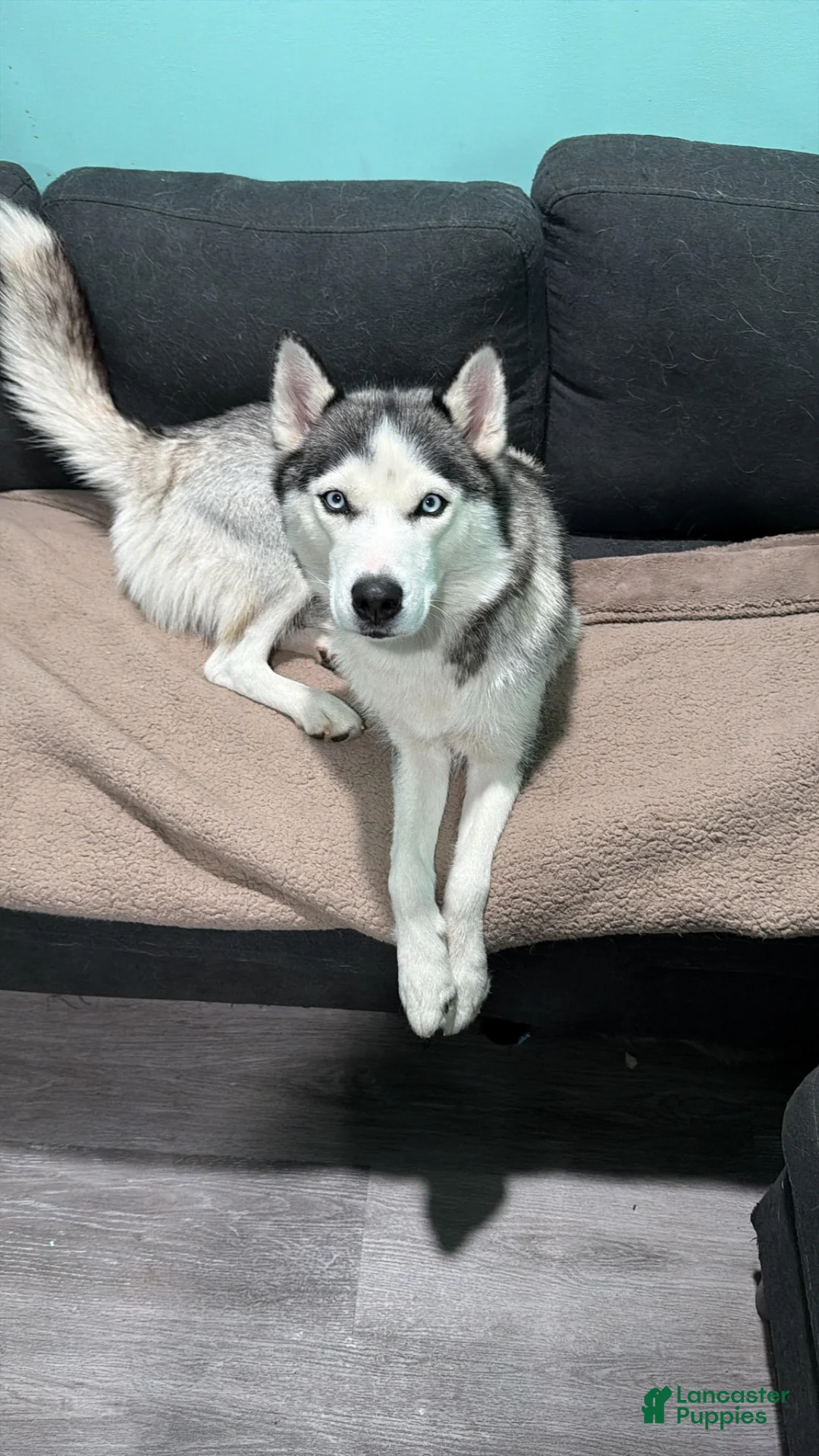 Siberian Husky dogs for sale: Oreo - Ad 2