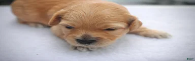 Cockapoo 2