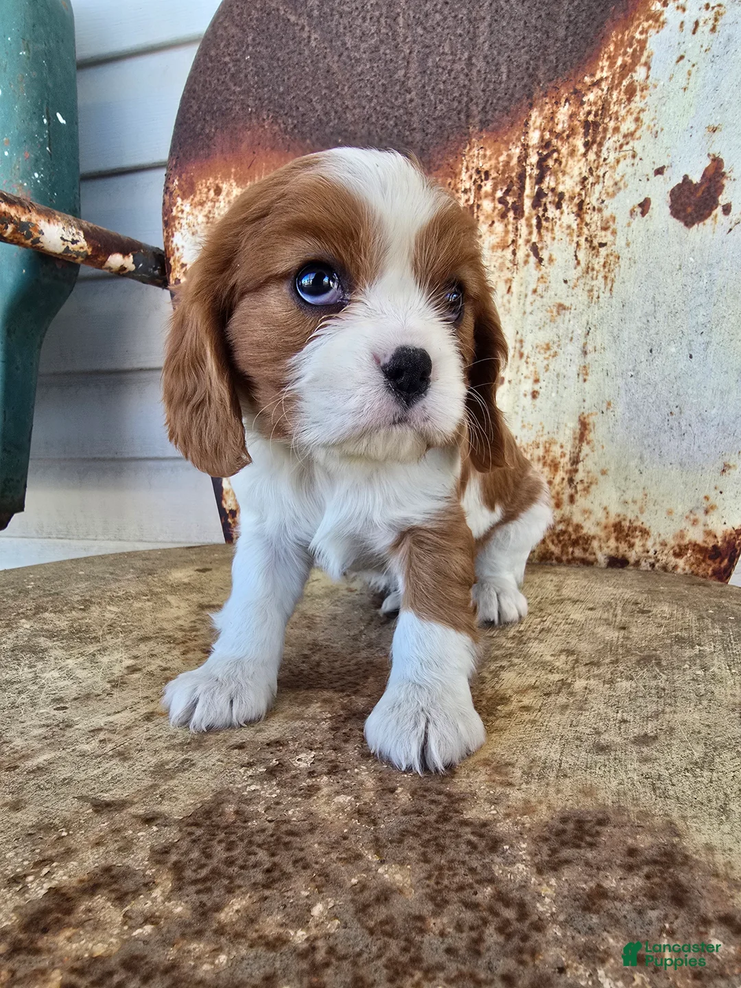 Cavalier King Charles Spaniel dogs for sale: Darla - Ad 3