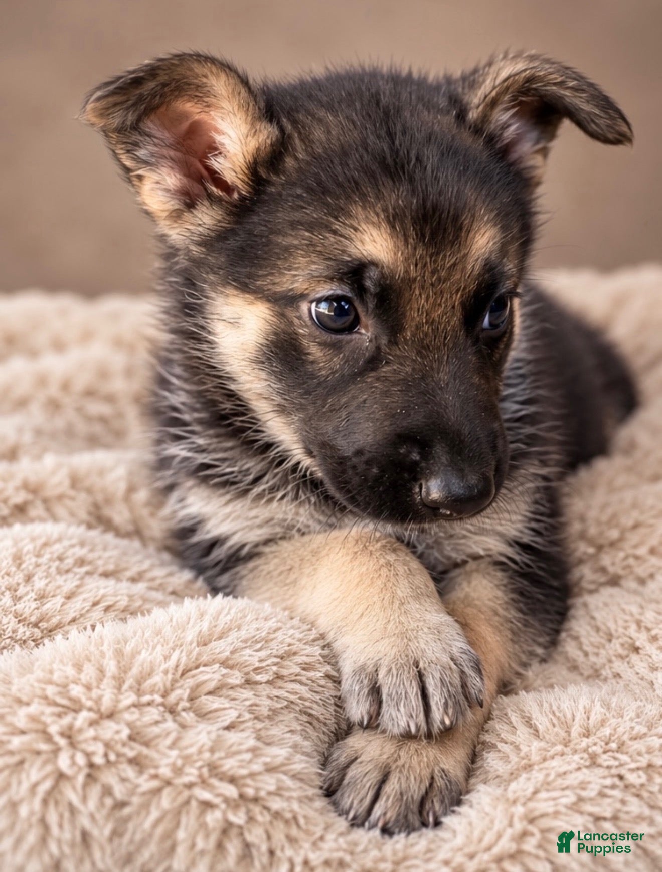 German Shepherd dogs for sale: German Shepherd Female 7 - Ad 3