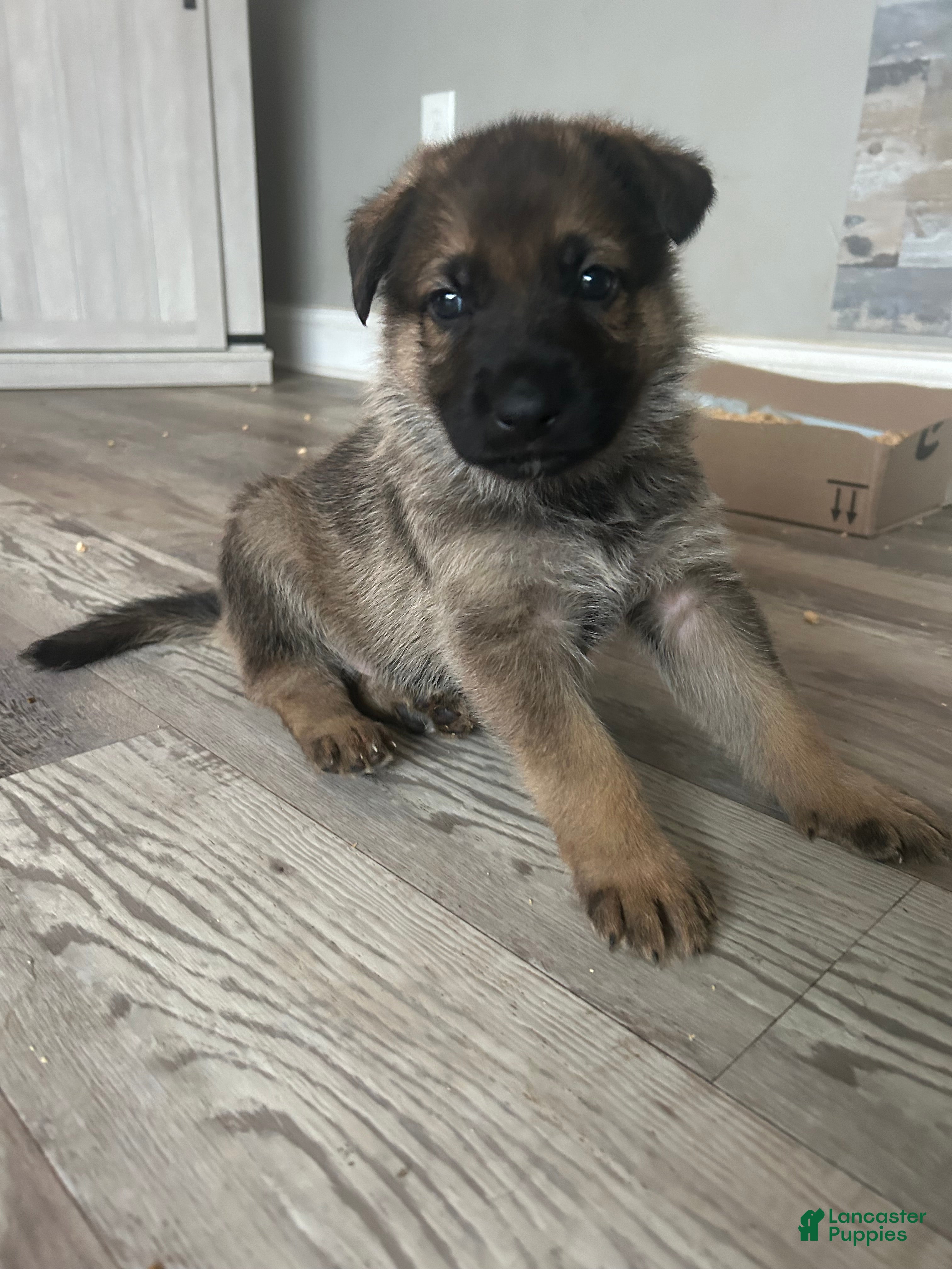 German Shepherd dogs Gumball - Ad 16
