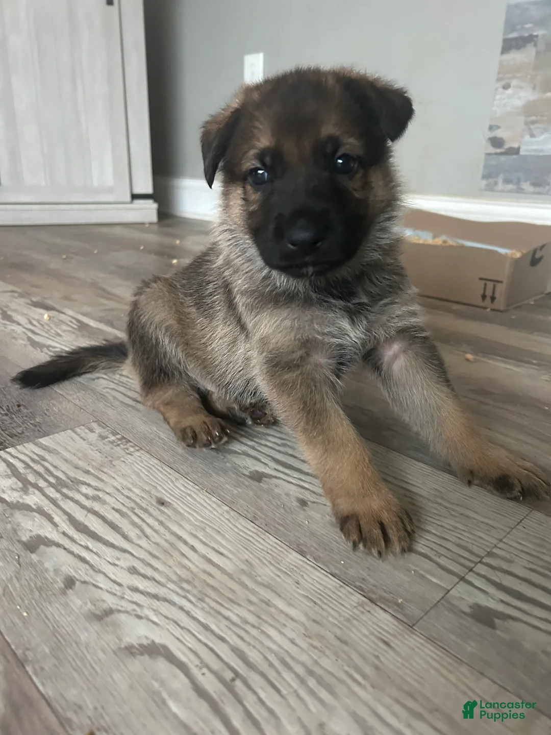 German Shepherd dogs for sale: Gumball - Ad 1