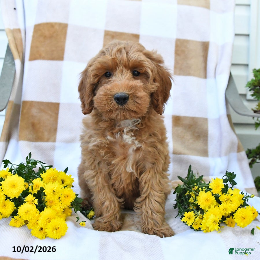 Mini Goldendoodle dogs Lavon - Ad 2