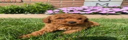 Miniature Poodle dogs for sale: Tom - Ad 6