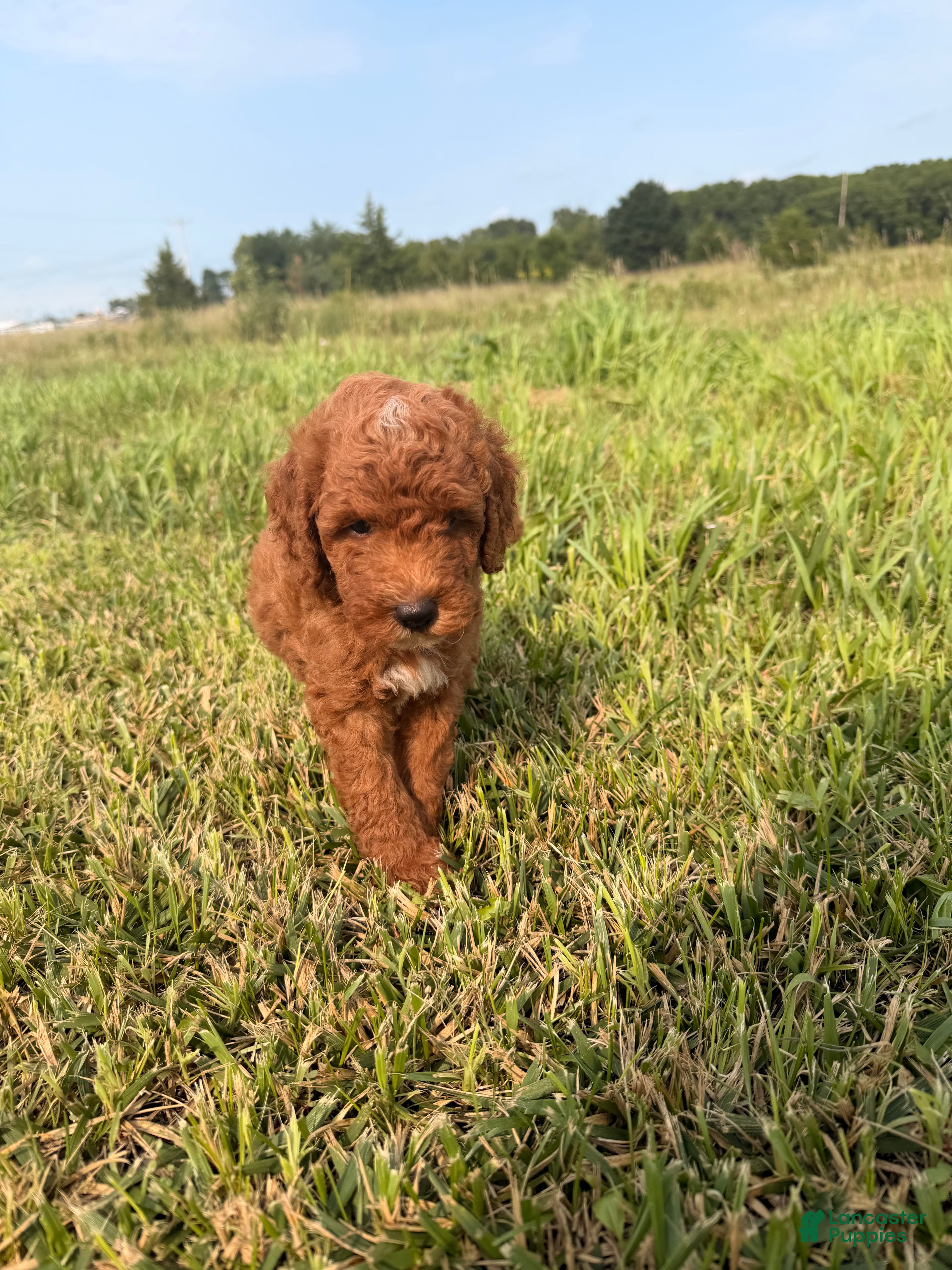 Mini Goldendoodle dogs Mini Goldendoodle 1 - Ad 33