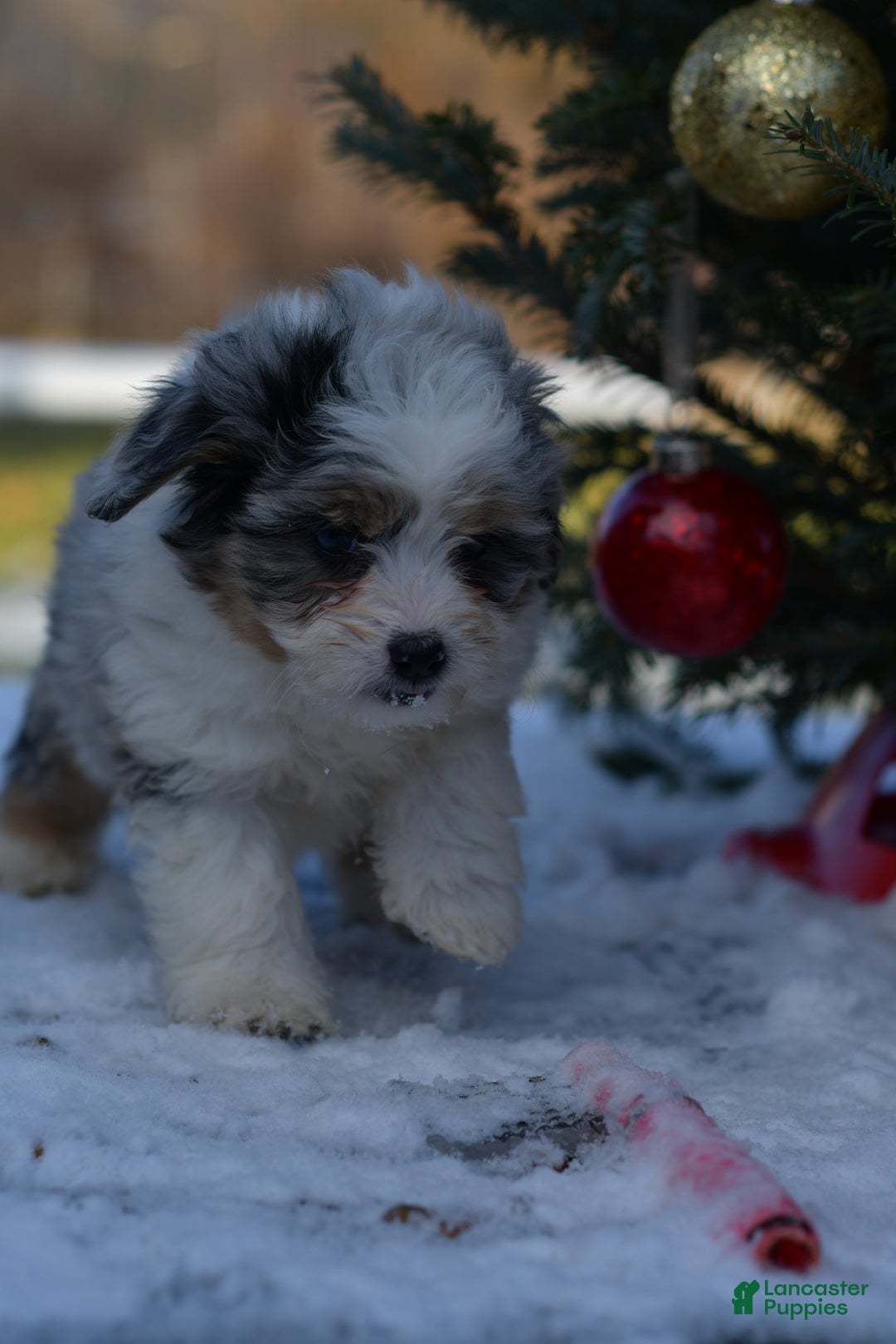 Mini Aussiedoodle dogs for sale: Cash - Ad 43