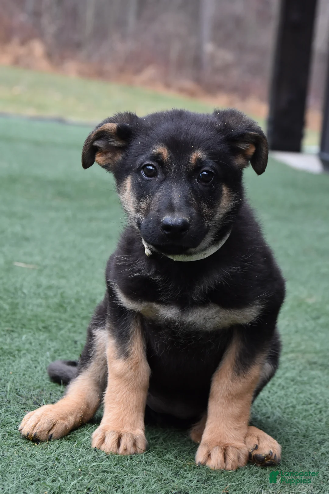 German Shepherd dogs for sale: Leah - Ad 2