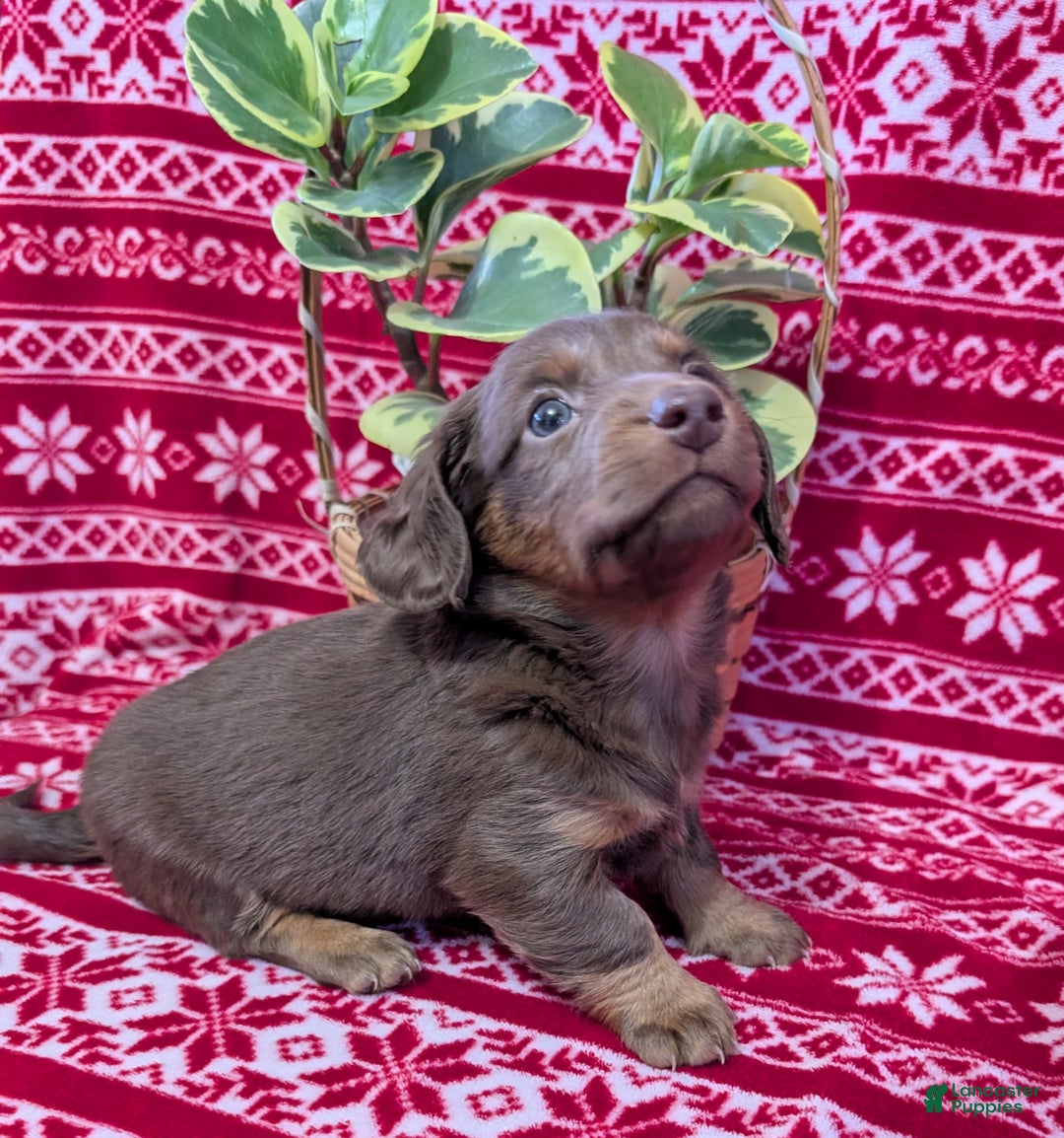 Miniature Dachshund dogs for sale: Andy  - Ad 1