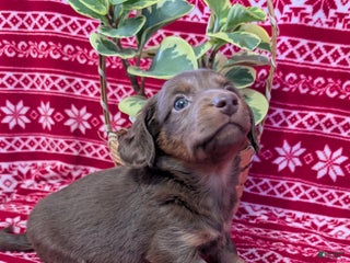 Miniature Dachshund dogs Andy - Ad 9