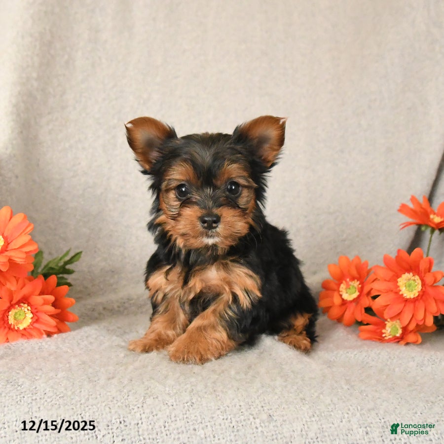 Yorkshire Terrier dogs Ruby - Ad 29