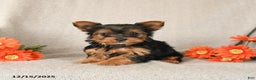 Yorkshire Terrier dogs for sale: Ruby - Ad 1