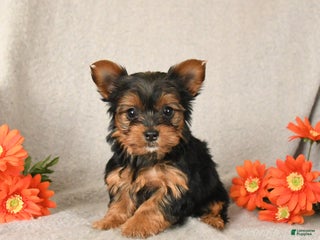 Yorkshire Terrier dogs Ruby - Ad 9