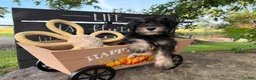 Miniature Schnauzer dogs for sale: Tiffany Miniature Schnauzer  - Ad 15