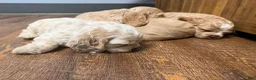 Cocker Spaniel dogs for sale: Daisy - Ad 10