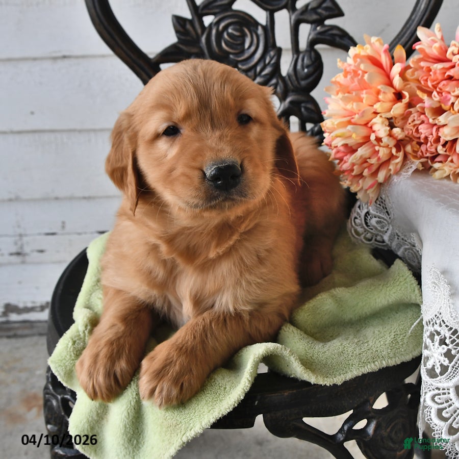Golden Retriever dogs Troy - Ad 1