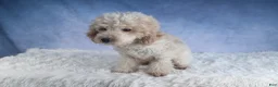 Miniature Poodle dogs for sale: Rosebud (Runt of Litter) - Ad 15