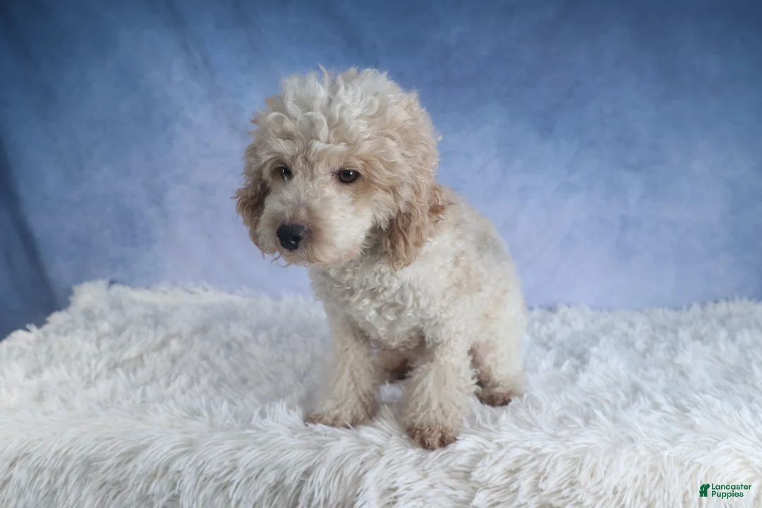 Miniature Poodle dogs for sale: Rosebud (Runt of Litter) - Ad 15