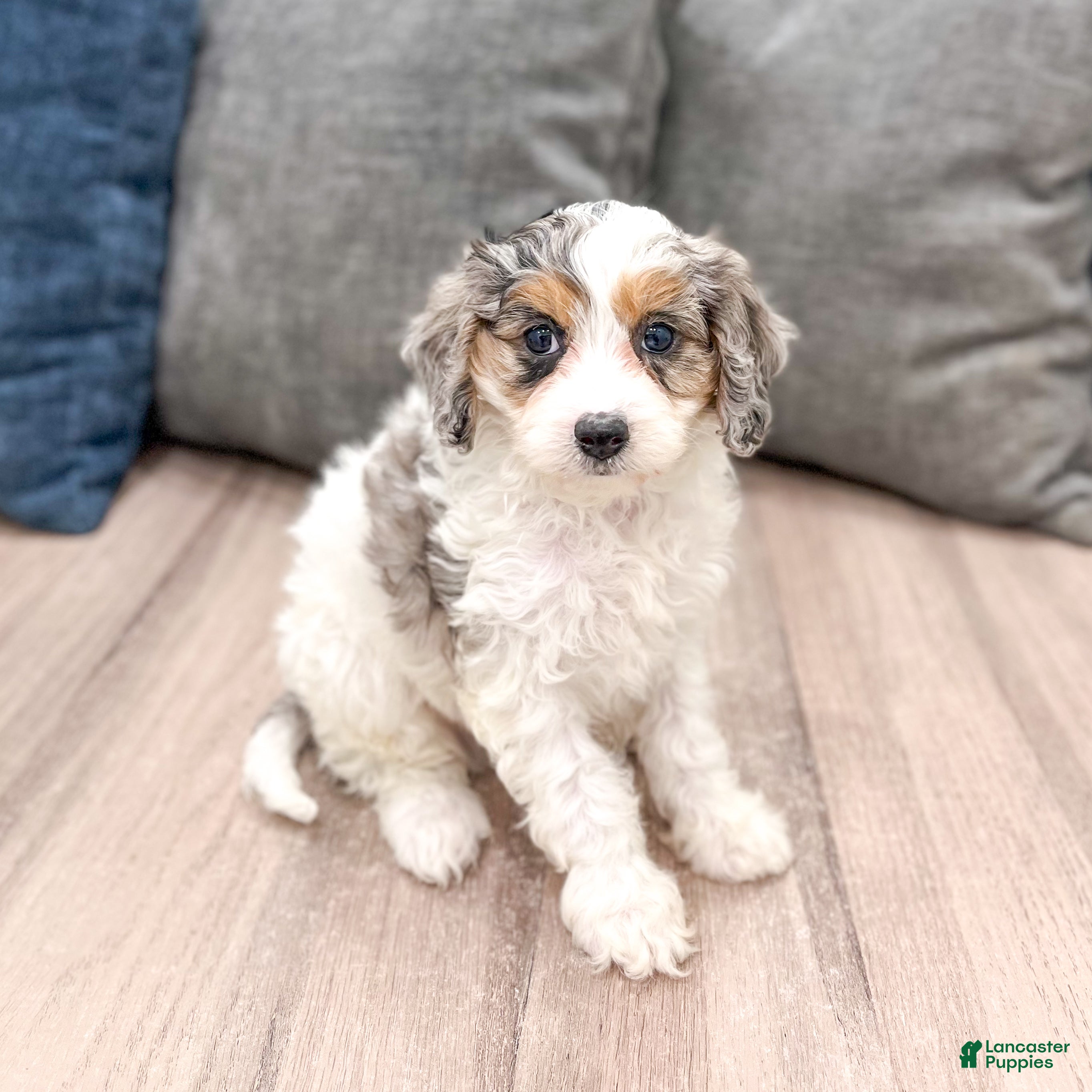 Cavapoo dogs Ace - Ad 1
