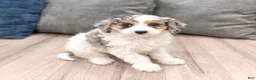 Cavapoo dogs for sale: Ace - Ad 3