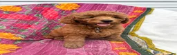 Mini Goldendoodle dogs for sale: Luna - Ad 8