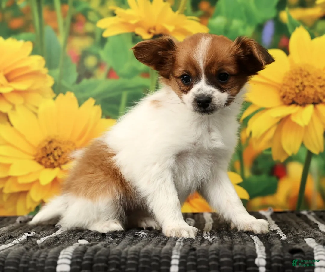 Papillon dogs for sale: Mara - Ad 4
