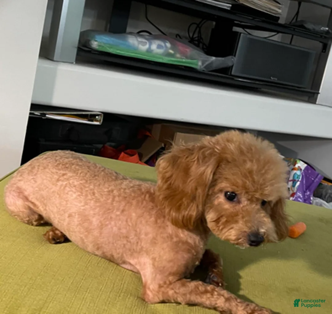 Standard Poodle dogs for sale: Tessi - Ad 8