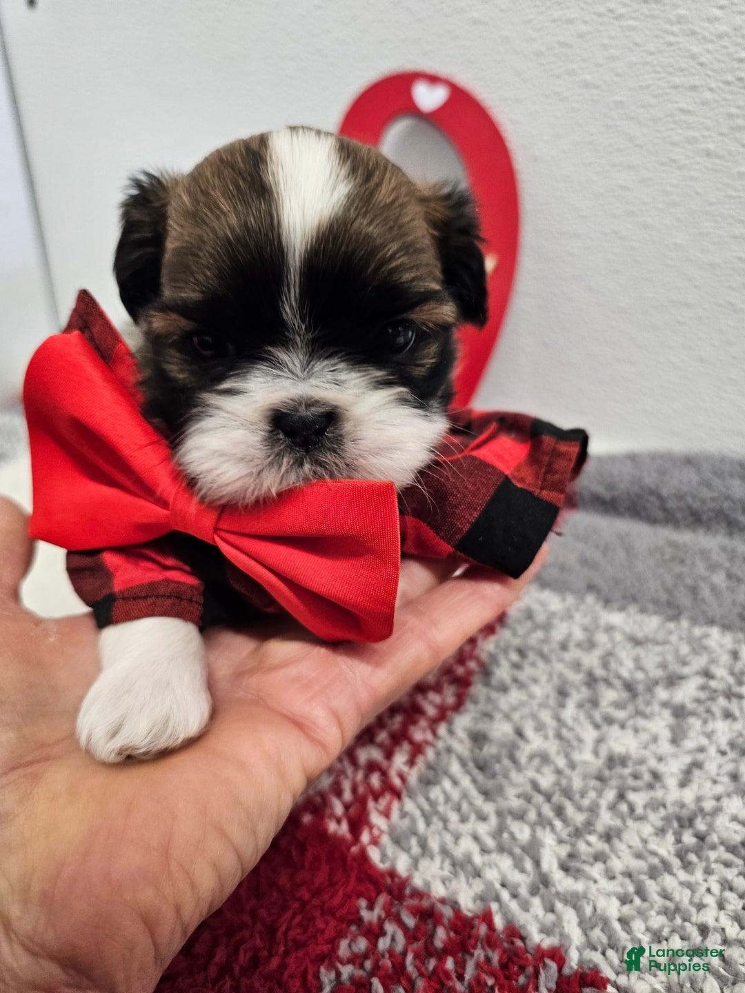 Shih Tzu dogs for sale: Bentley Ckc - Ad 7