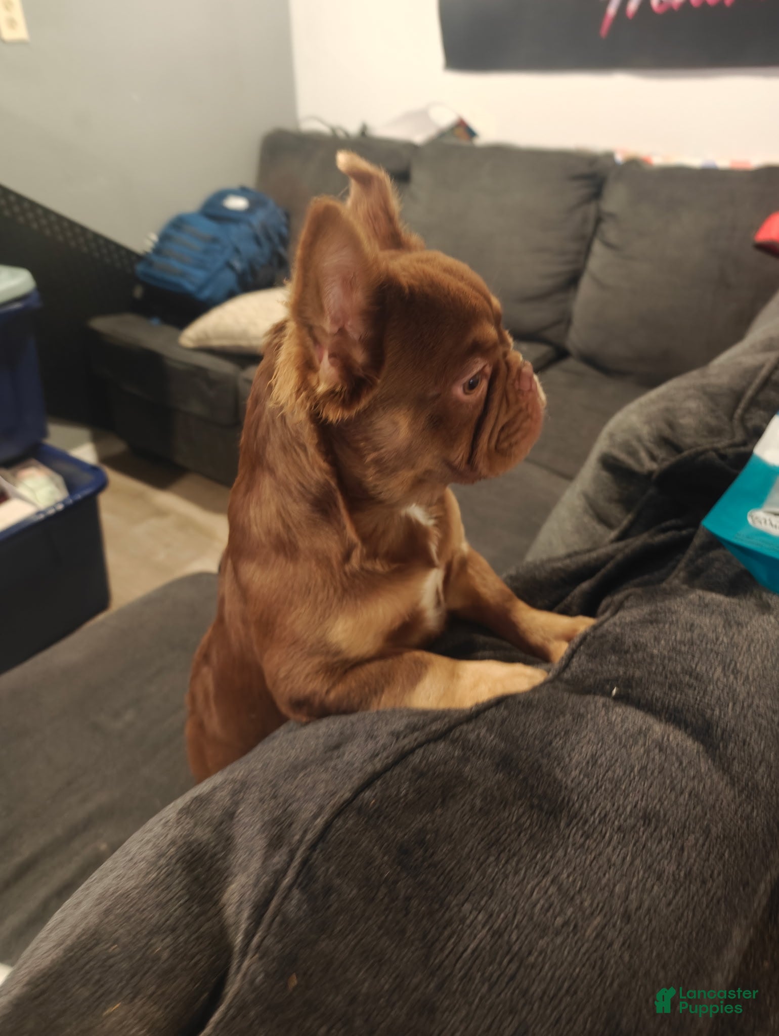 French Bulldog dogs Bella - Ad 2