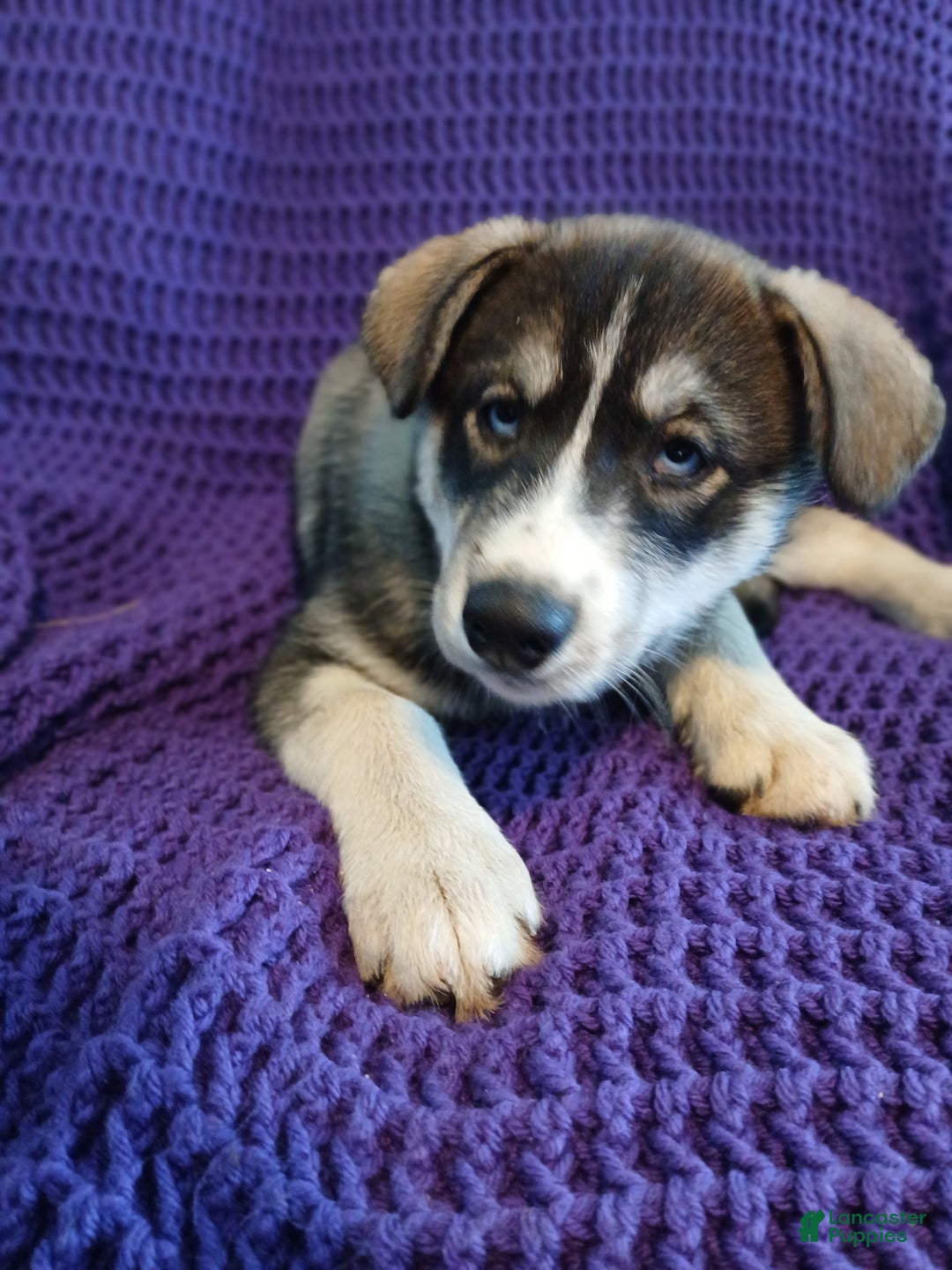 Siberian Husky dogs for sale: Siberian Husky Puppy 5 - Ad 3