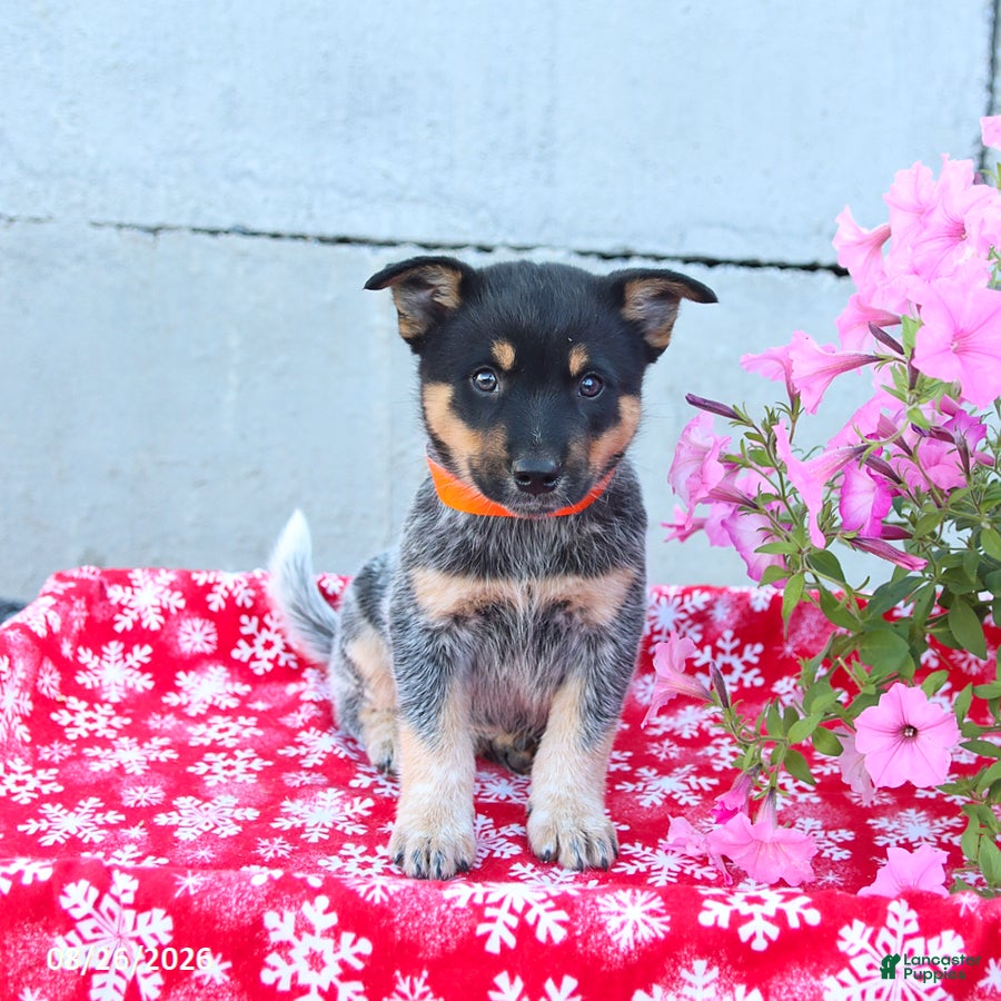 Australian Cattle Dog dogs Alexis - Ad 2