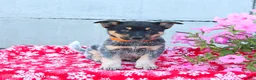 Australian Cattle Dog dogs for sale: Alexis - Ad 2