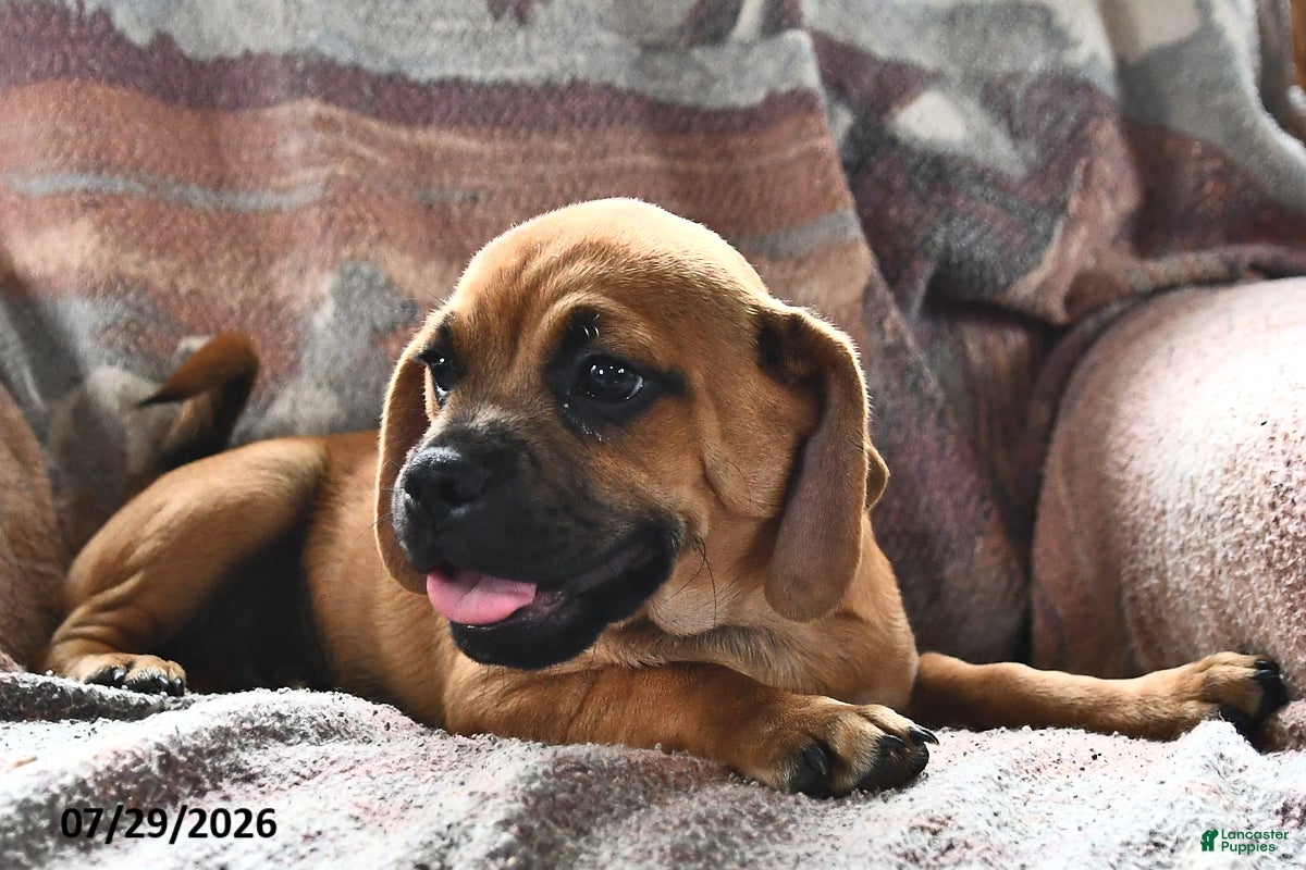 Puggle dogs for sale: Stardust    - Ad 1