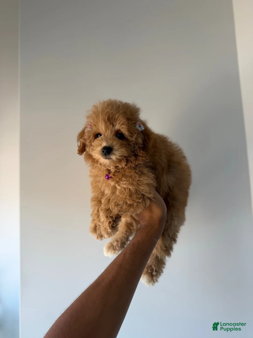 Mixed Breed dogs for sale: Tinker  - Ad 2