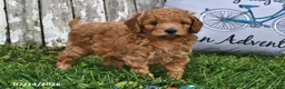 Goldendoodle dogs for sale: Becky - Ad 5