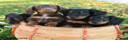 Miniature Dachshund dogs for sale: Cider - Ad 5